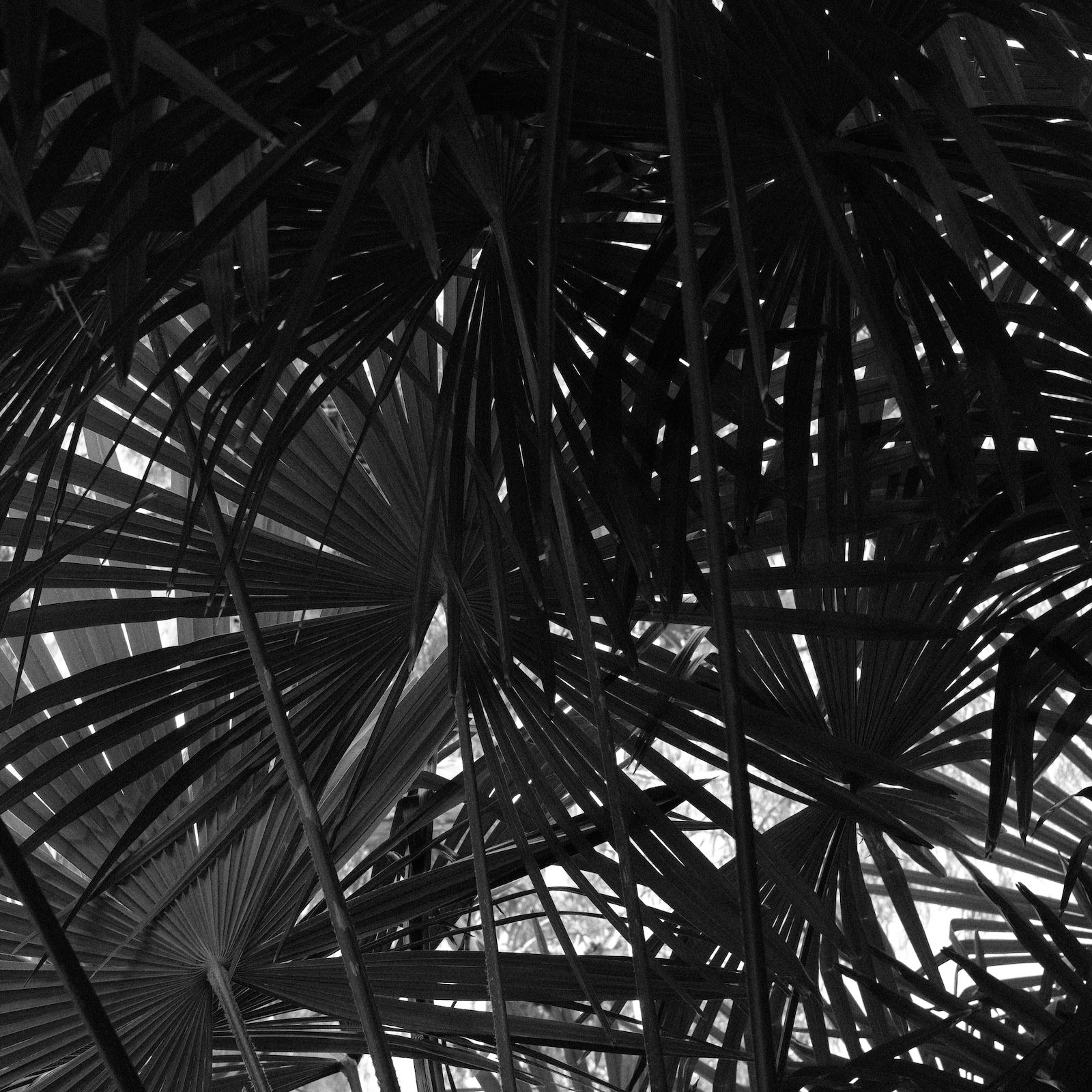 Hyphae Take 4 — Leaves